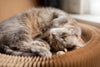 Creating a Comfortable Haven: Choosing the Perfect Bed for Your Furry Friend