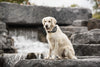 Dog Cooling Bandana